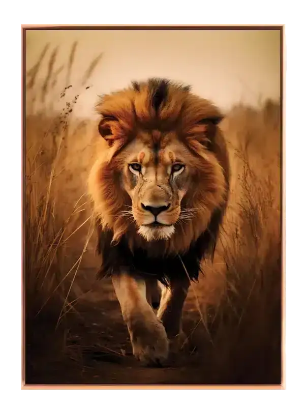 African Lion Plakat