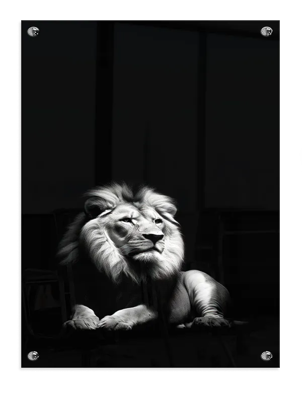 Lion Reclining Plakat