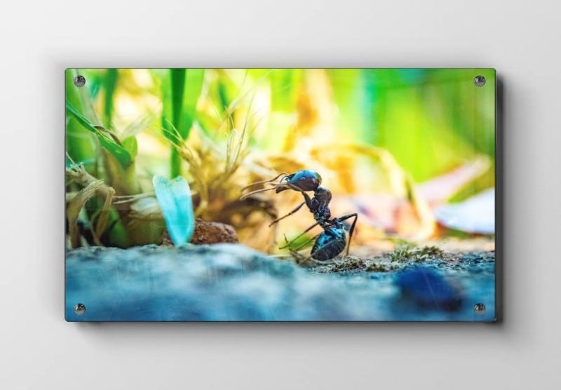 Insekt Black Ant Plakat