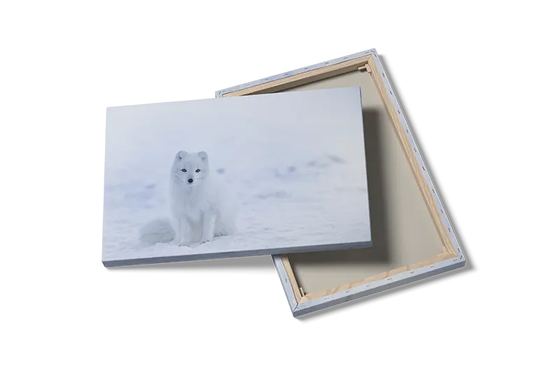 Arctic Fox Plakat