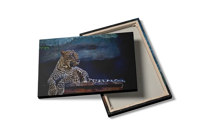 Leopard Resting Plakat