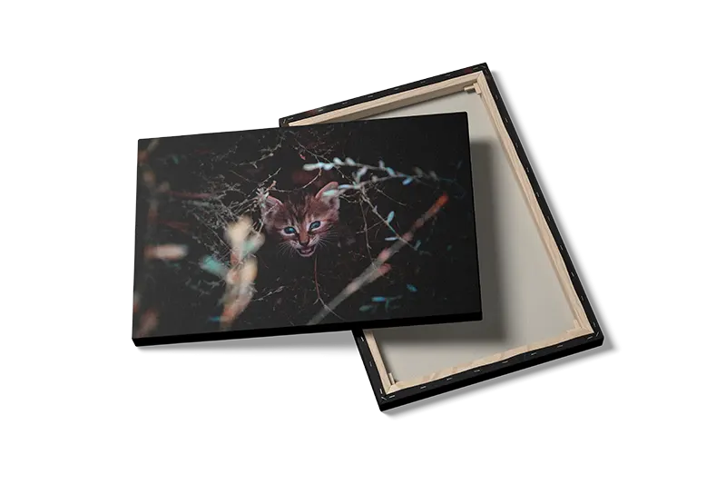 Wildcat Kitten Plakat