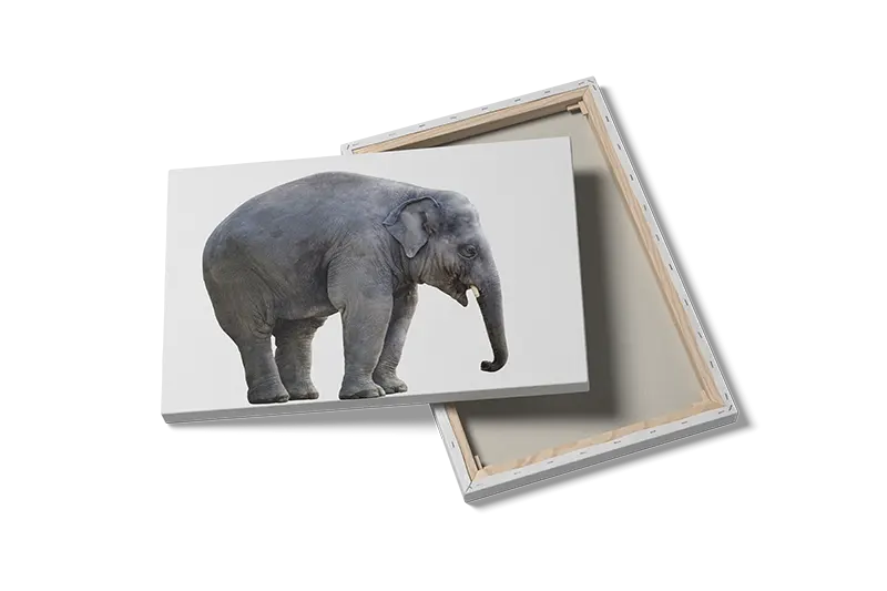 Young Elephant Plakat