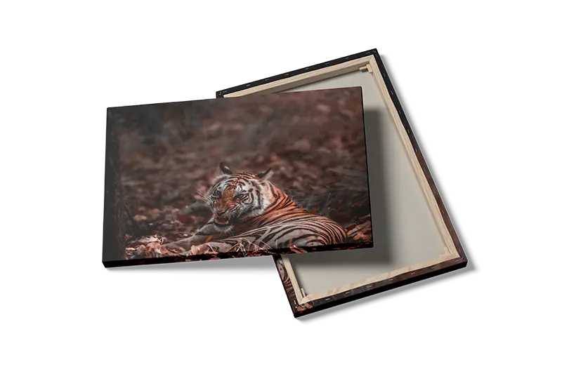 Tiger Resting Plakat