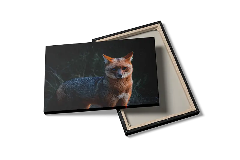 Gray Fox Plakat