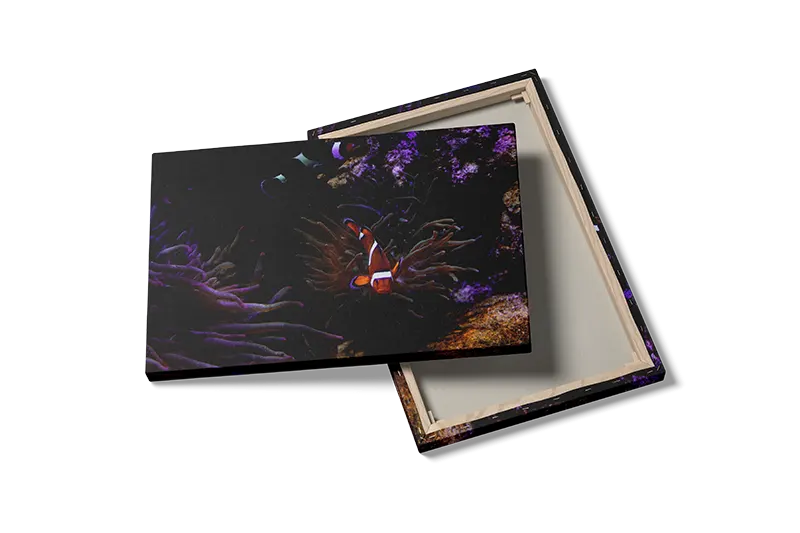Clownfish Plakat