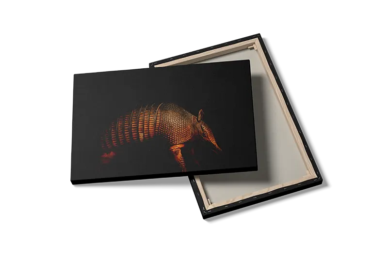 Kat Armadillo Plakat