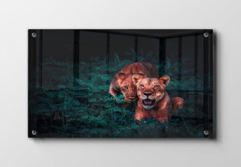 Lioness Duo Plakat