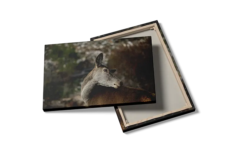 Deer Looking Back Plakat