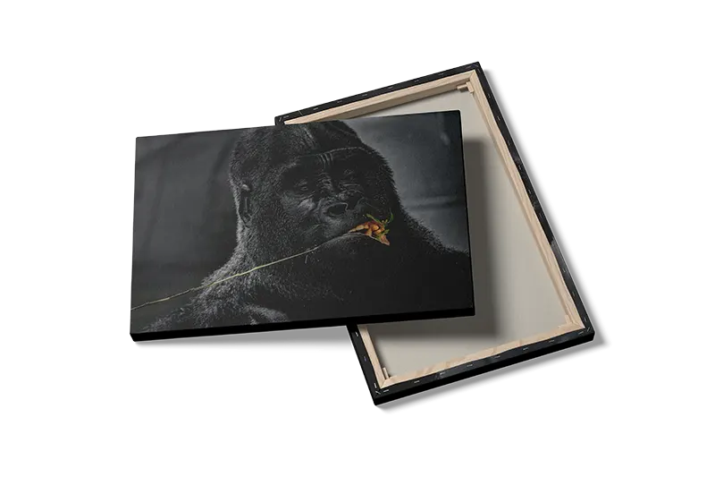 Silverback Gorilla Eating Plakat