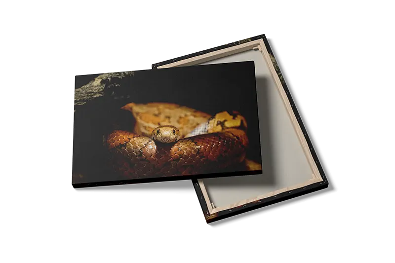 Corn Snake Plakat