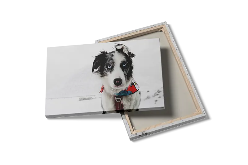 Hund Border Collie Plakat