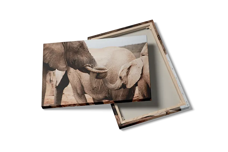 Elephant Family Interaction Plakat