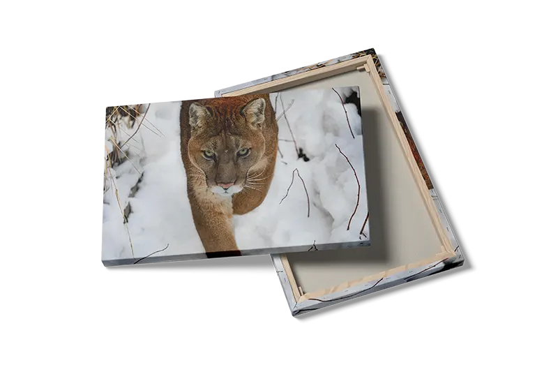 Mountain Lion Plakat