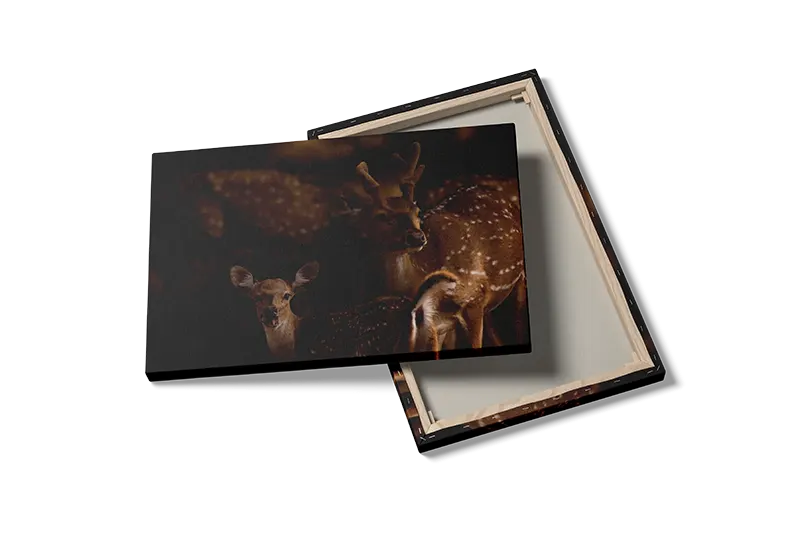 Axis Deer Plakat