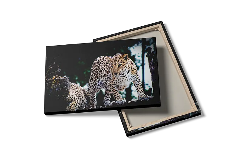 Leopard Pair Plakat