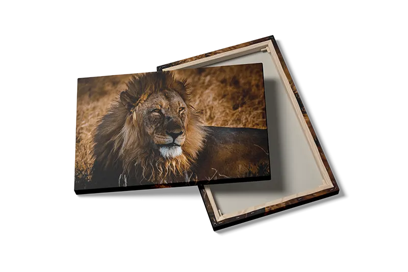 Lion Resting Plakat