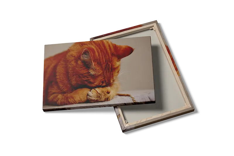 Ginger Cat Resting Plakat