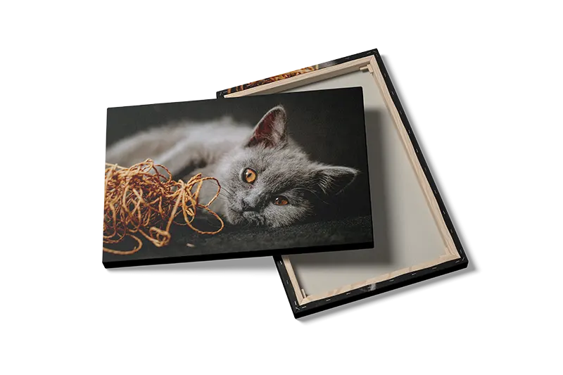 British Shorthair Cat Plakat