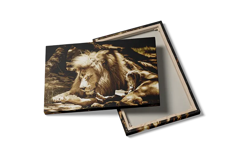 Lion Resting I Plakat