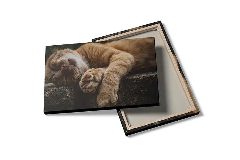 Sleeping Ginger Cat Plakat