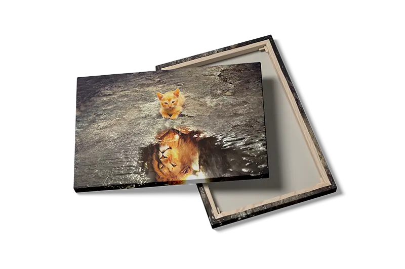 Kitten Lion Plakat