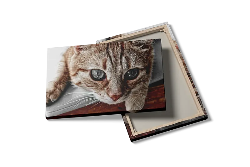 Cat Close Up Plakat