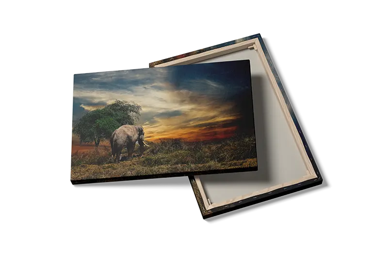 Elephant At Plakat