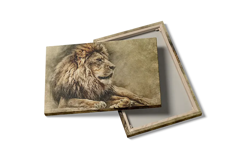 Resting Lion Plakat