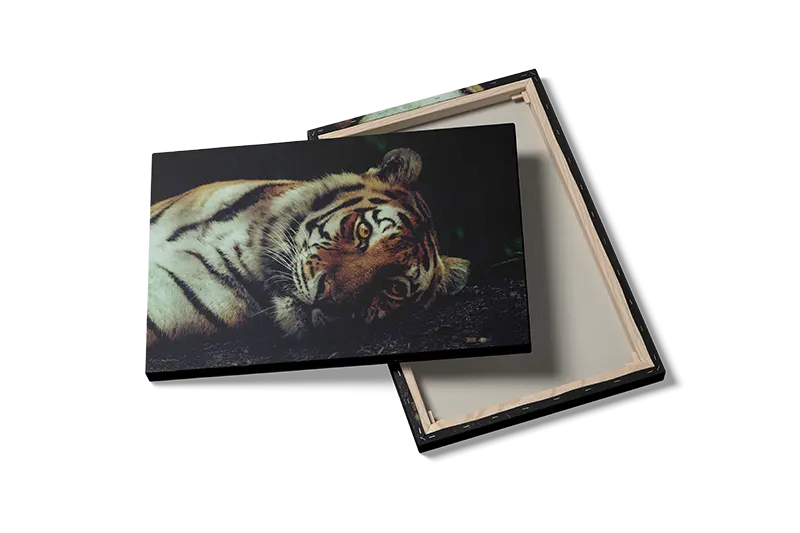 Resting Tiger Plakat