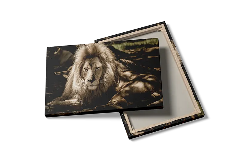 Lion In Shade Plakat