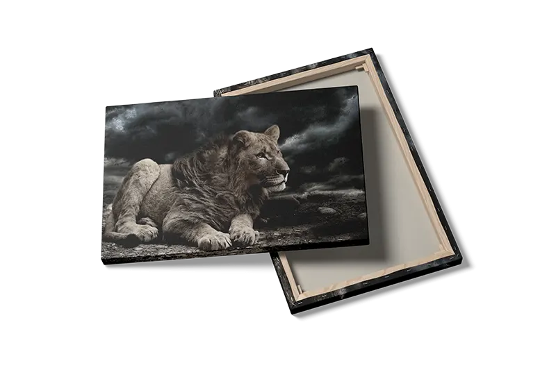 Lioness Resting Plakat