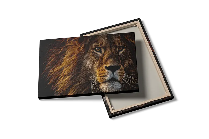 Lion Face Closeup Plakat