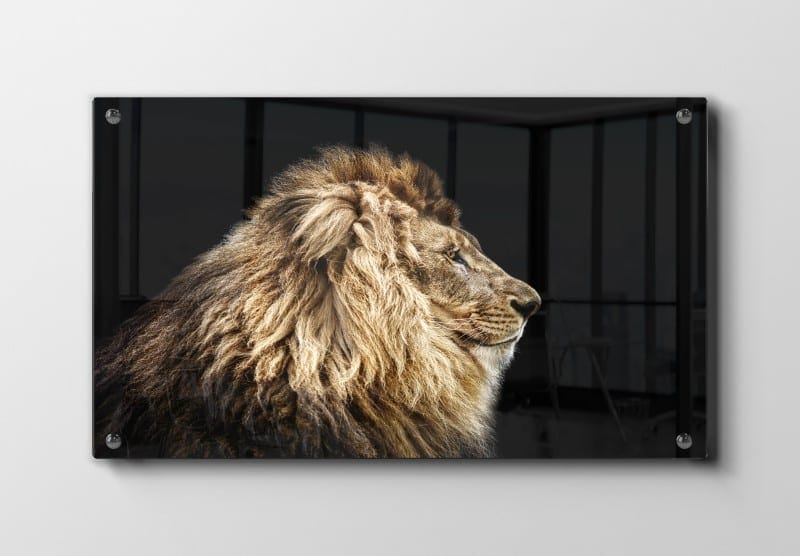 Lion Profile No3 Plakat