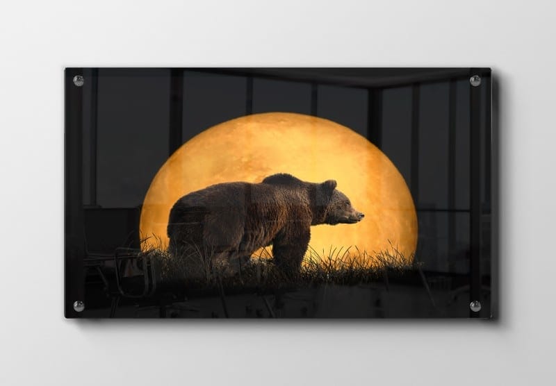 Brown Bear Moonlight Plakat