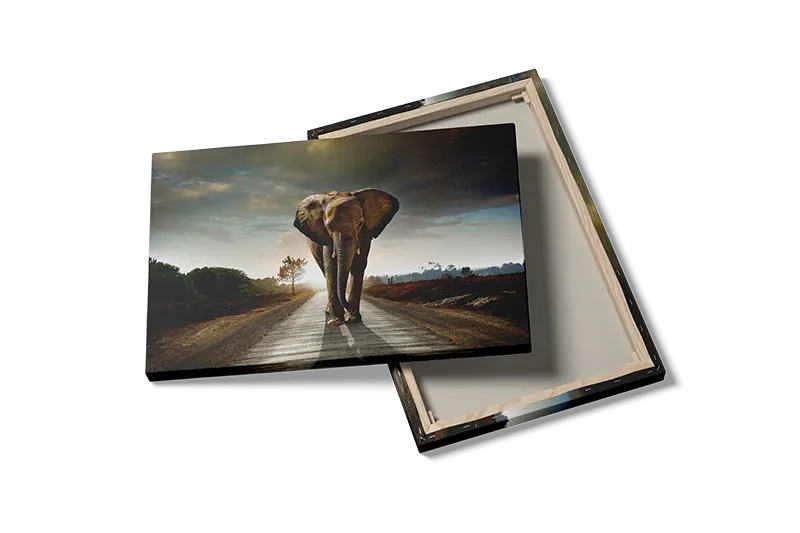 Elephant At Dusk Plakat