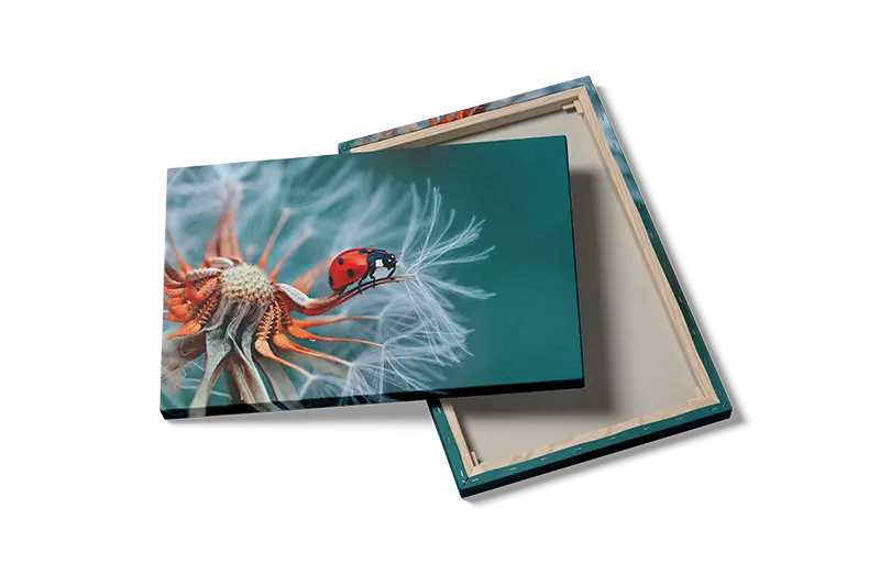 Ladybug On Plakat
