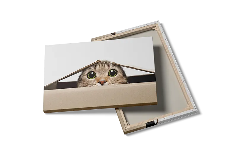 Tabby Cat Peek Plakat
