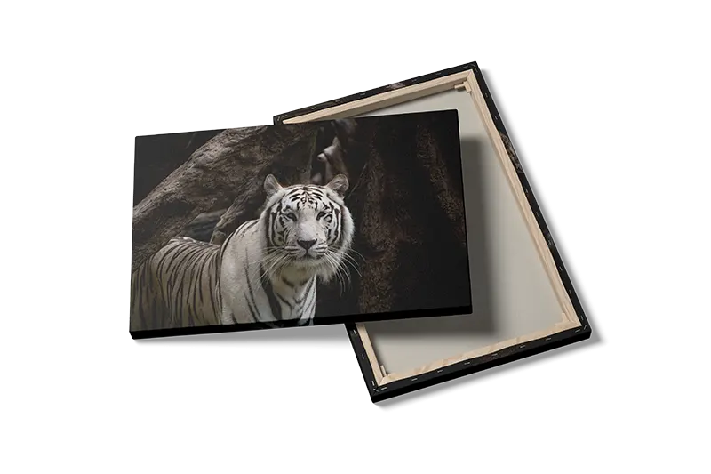White Tiger Forest Plakat