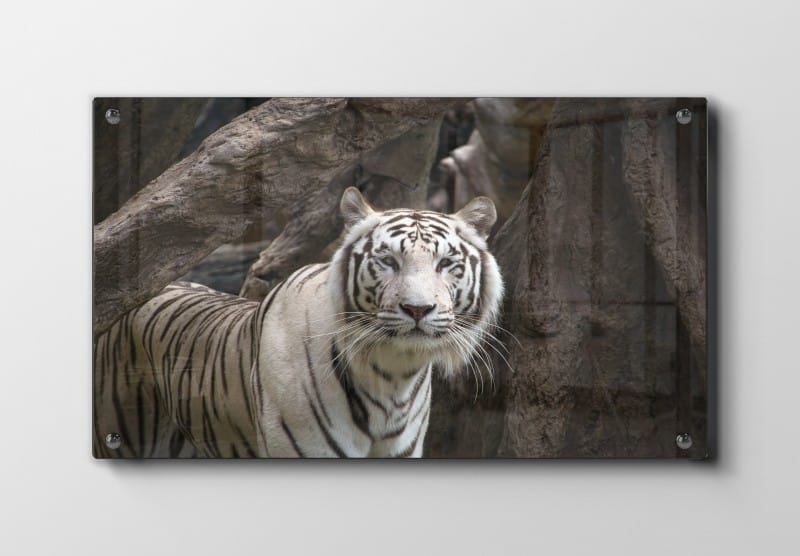 White Tiger Forest Plakat