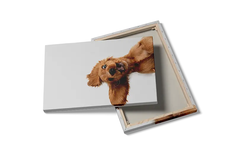 Golden Retriever Plakat