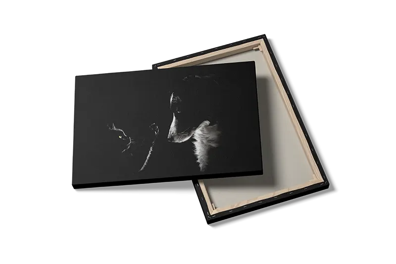 Border Collie Plakat