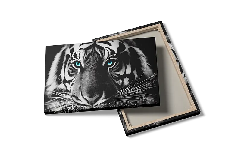 White Tiger Closeup Plakat