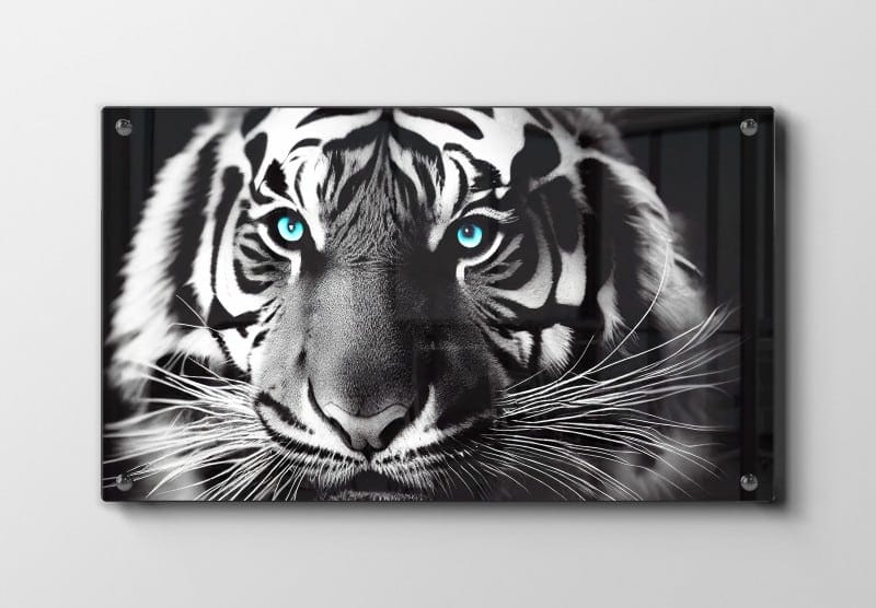 White Tiger Closeup Plakat