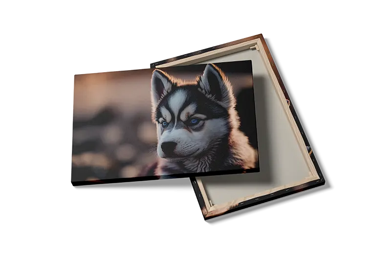 Siberian Husky Puppy Plakat