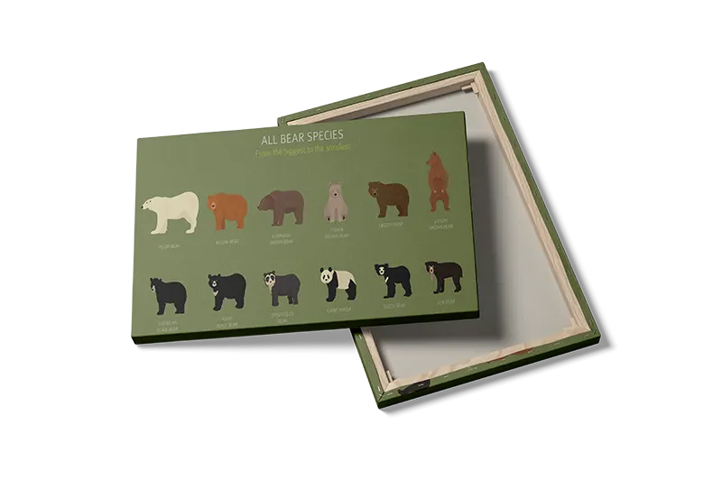 Bear Species Chart Plakat