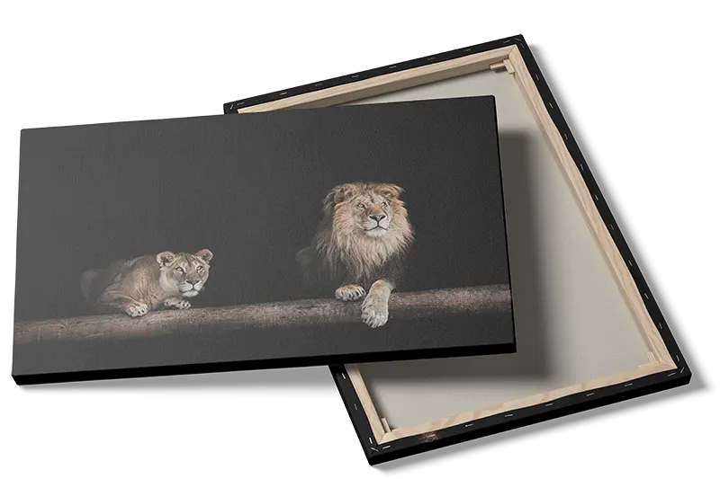 Lion Pair Black Background Plakat