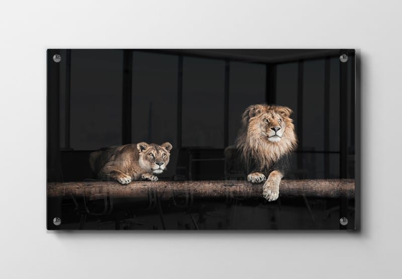 Lion Pair Black Background Plakat