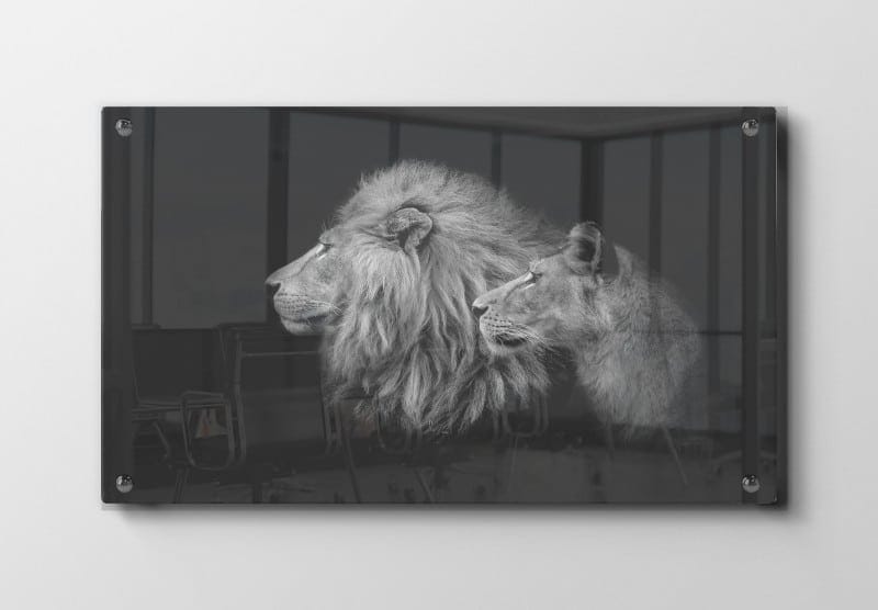 Lion Couple Plakat