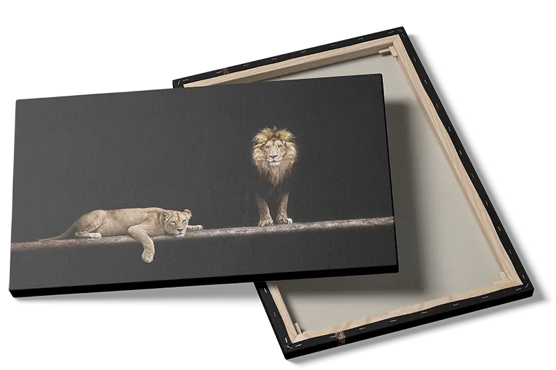 Lion Couple I Plakat